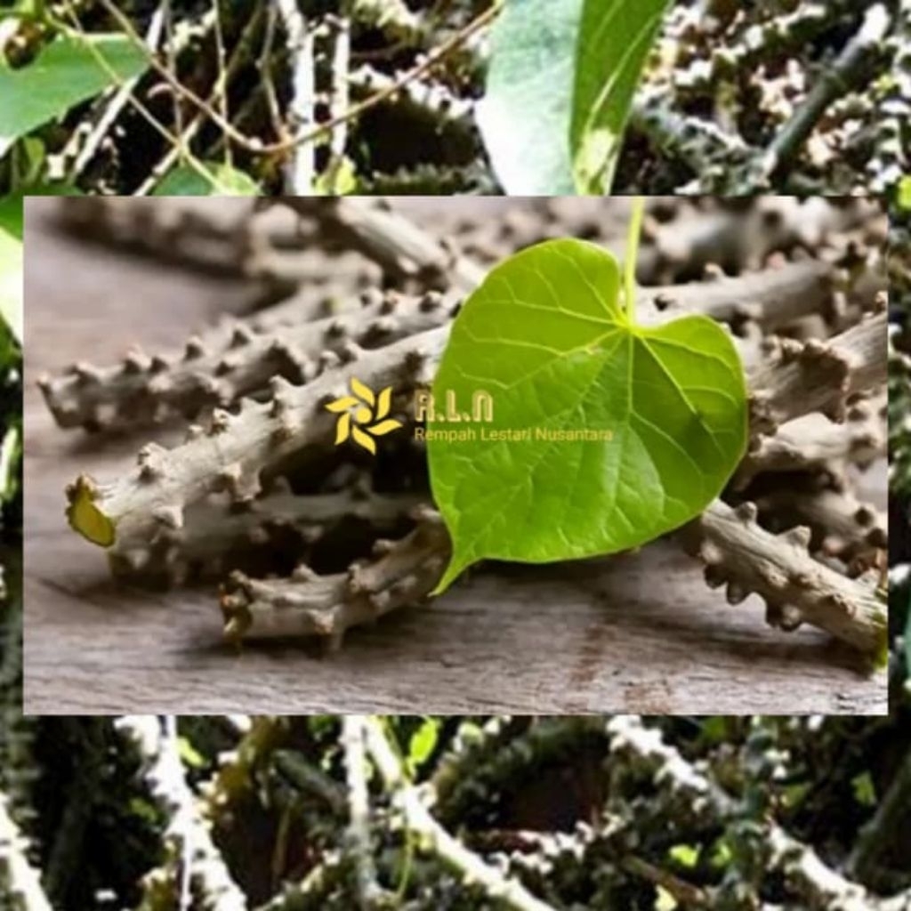 

bratawali segar | brotowali segar | batrawali segar | akar ali ali