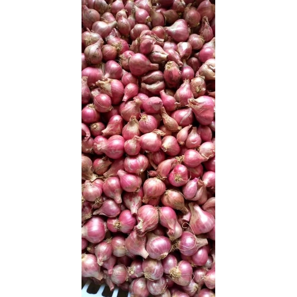 

Bawang merah proling