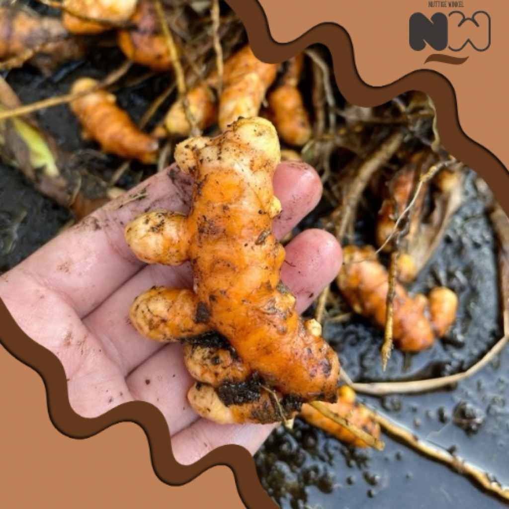 

Kunyit | Kuning Segar Super Alami Herbal