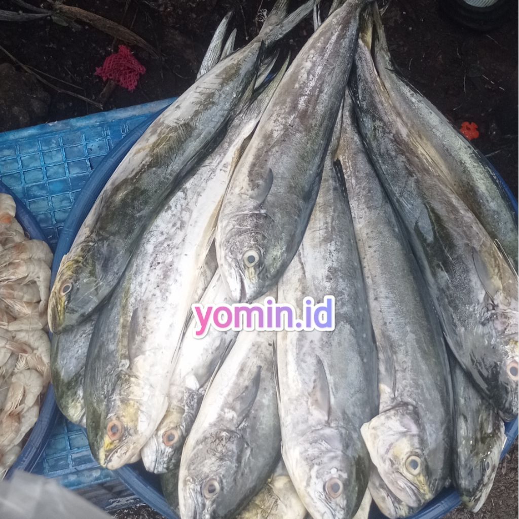 

Ikan Belitung Bukan Frozen