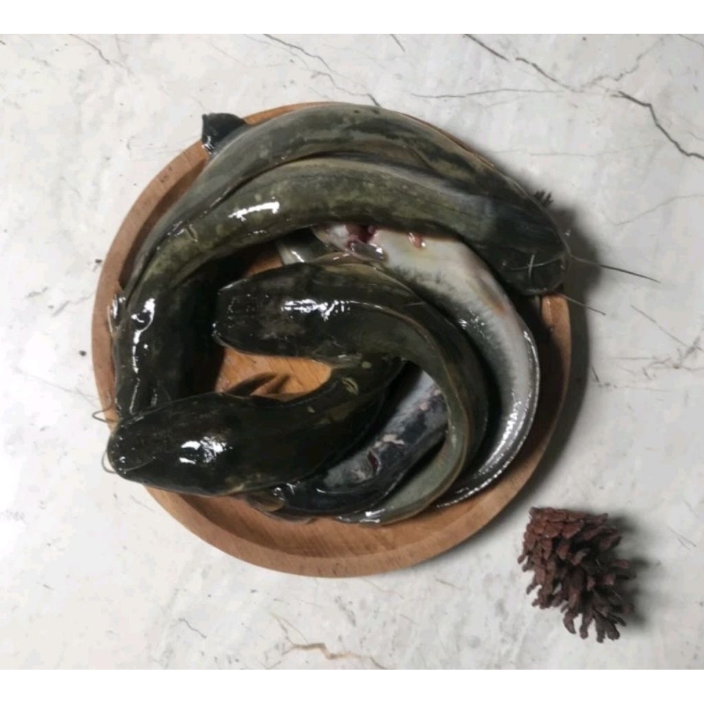 

IKAN LELE SEGAR dan FRESH 500 gram