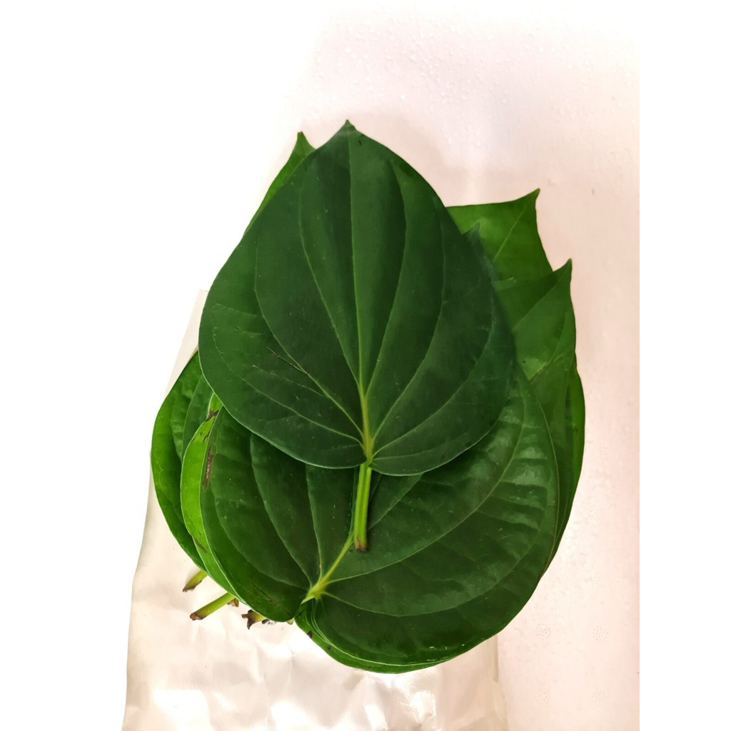 

Daun Sirih Hijau Segar 40 Lembar Herbal Daun Sirih