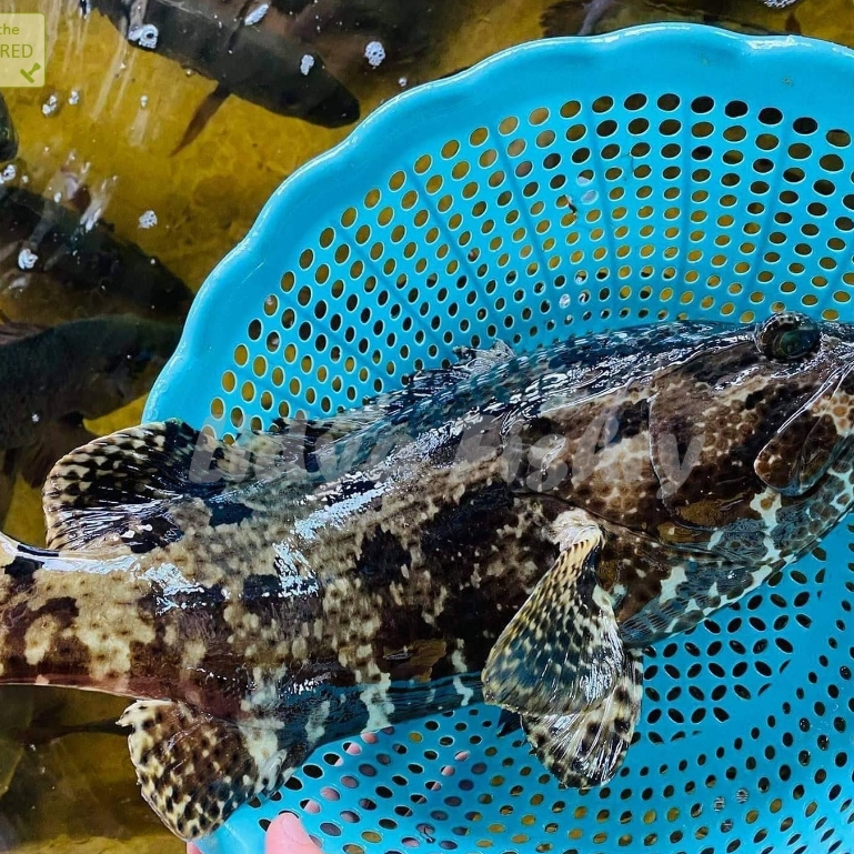 

Ikan Kerapu Macan Ikan Kerapu Utuh Ikan Kerapu Segar 1Kg