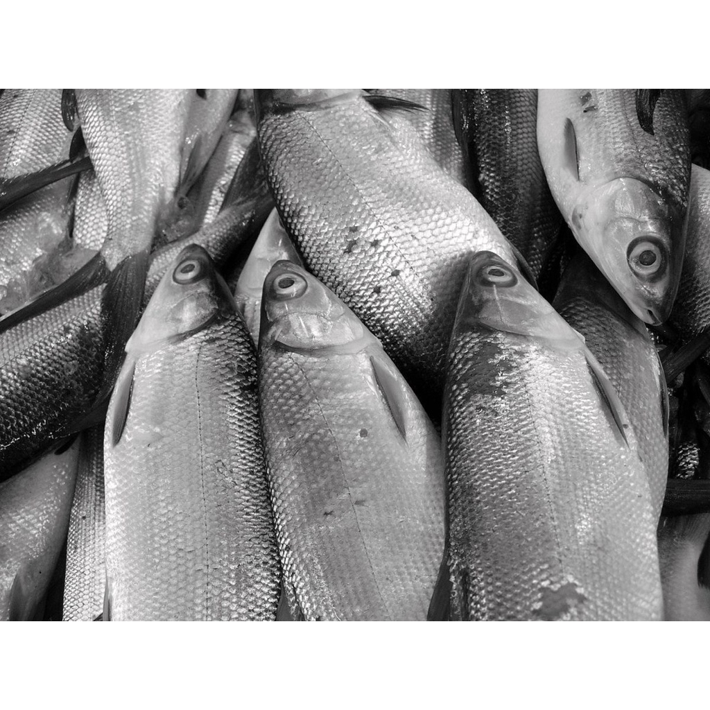 

ikan bandeng fresh gede 1ekor 300gram