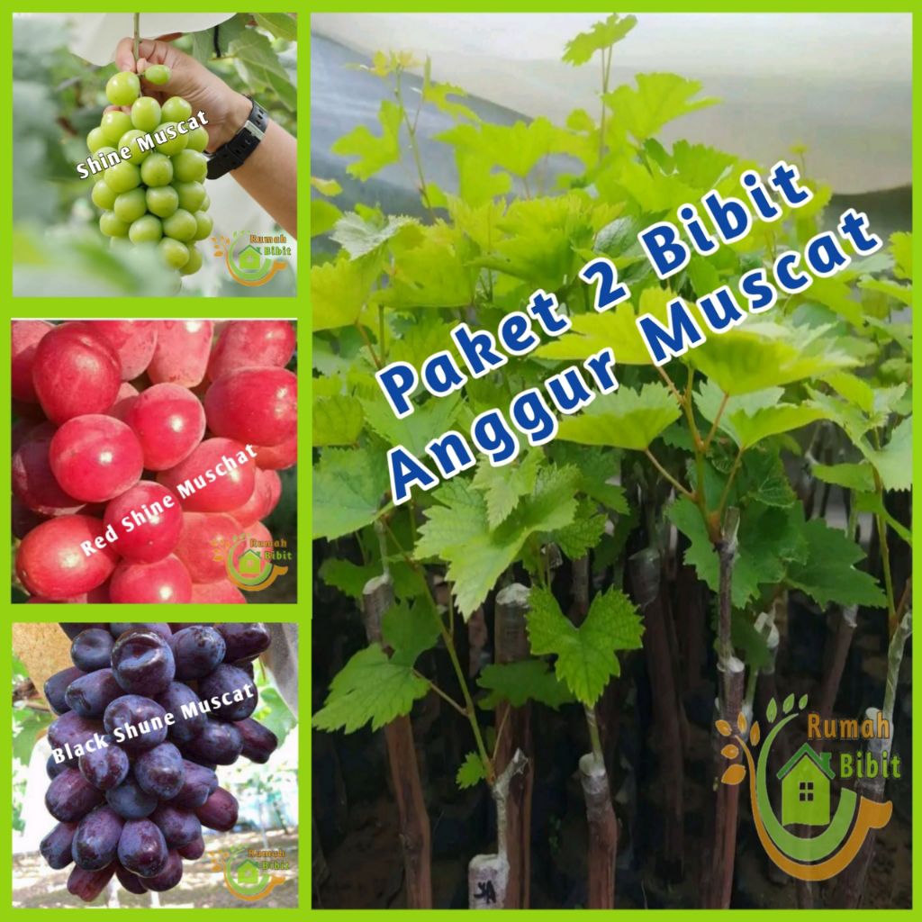 Bibit Anggur Import Paket 2 Bibit Anggur Import Jenis Muscat Grafting