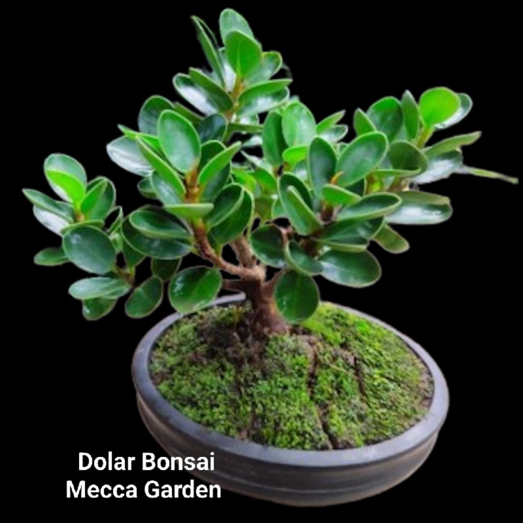 Dolar Bonsai Batang BESAR-RIMBUN-SIAP BONSAI