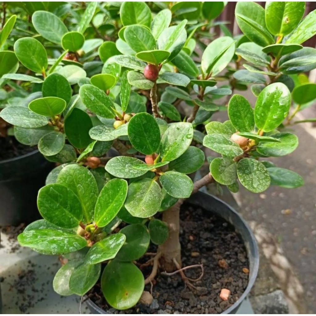 Revando45 Dolar Bonsai Batang Besar-Rimbun-Siap Bonsai