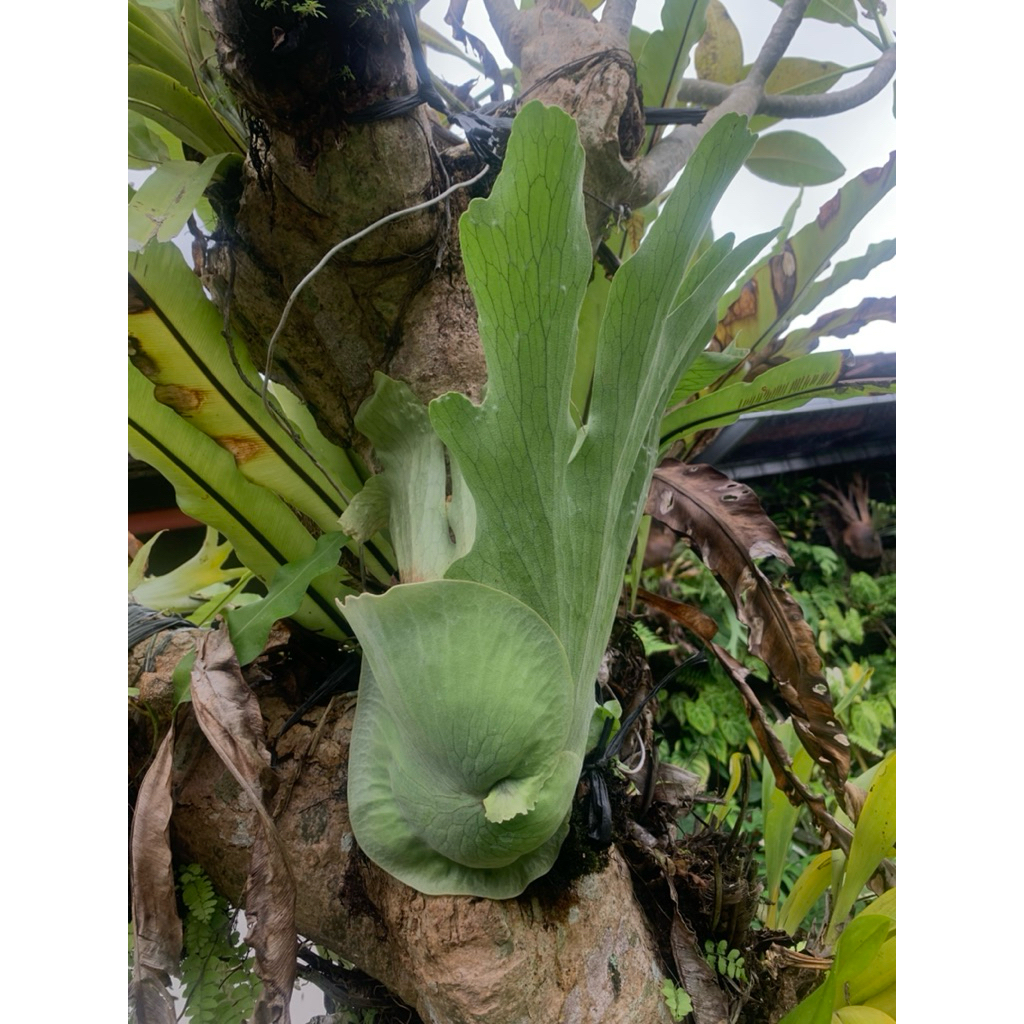 PLATYCERIUM WANDAE CABUTAN