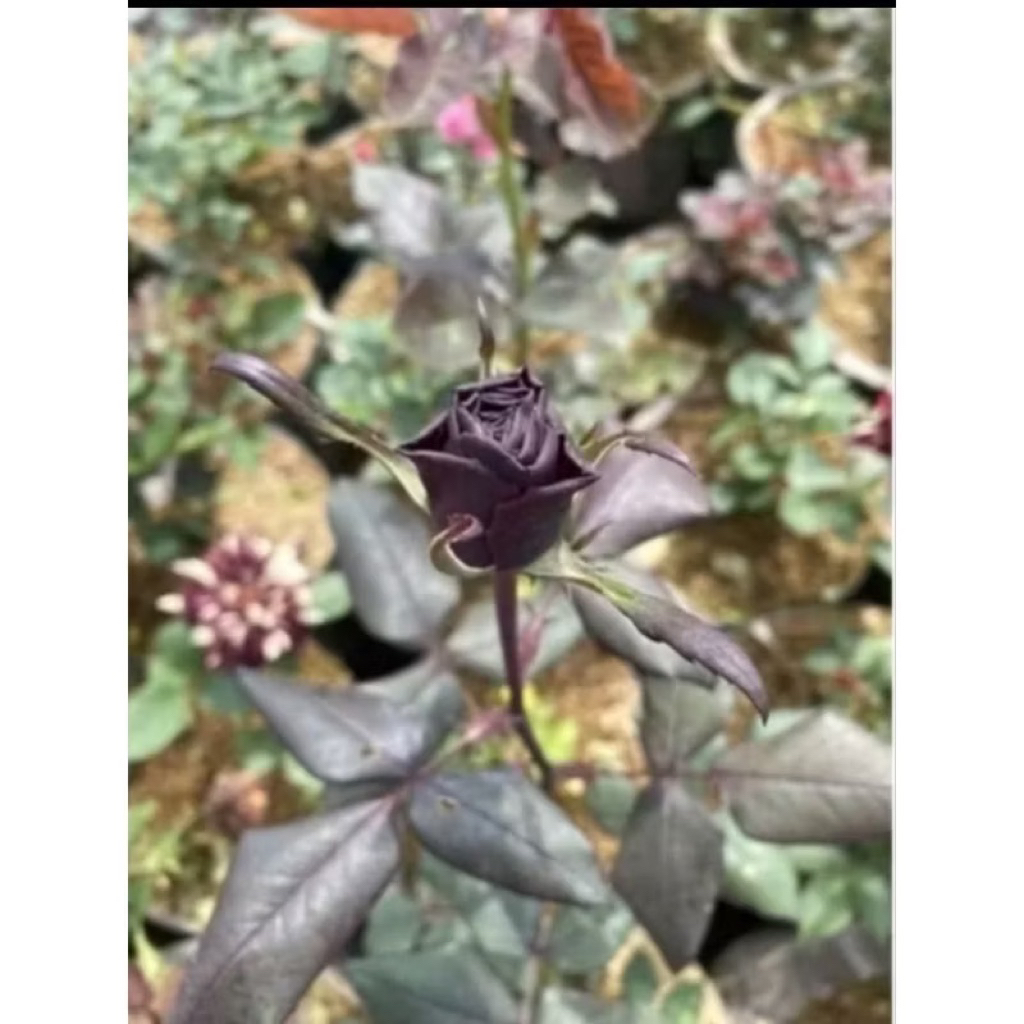 Promo Termurah Tanaman Hias Mawar Bunga Hitam Tanaman Hias Mawar Bunga Hitam