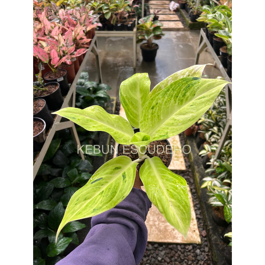 Aglonema Sundrop - Tanaman Hias Aglonema Sundrop Rimbun - Aglonema Sundrop Berkualitas