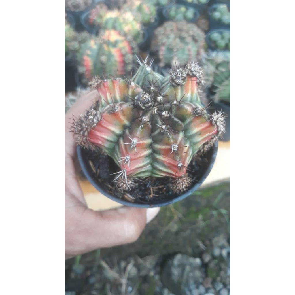Gymnocalycium Mihanovichii varigata Rootbeer