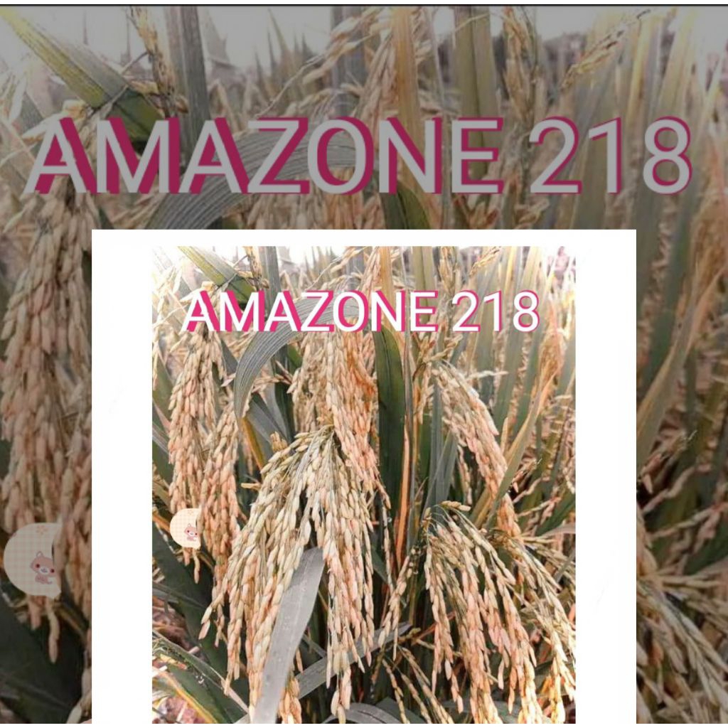 Benih Padi terbaru Amazone 218 kemasan 5kg