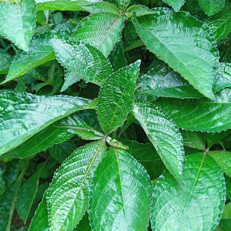 

Daun kejibeling atau pecah beling segar 1 kg
