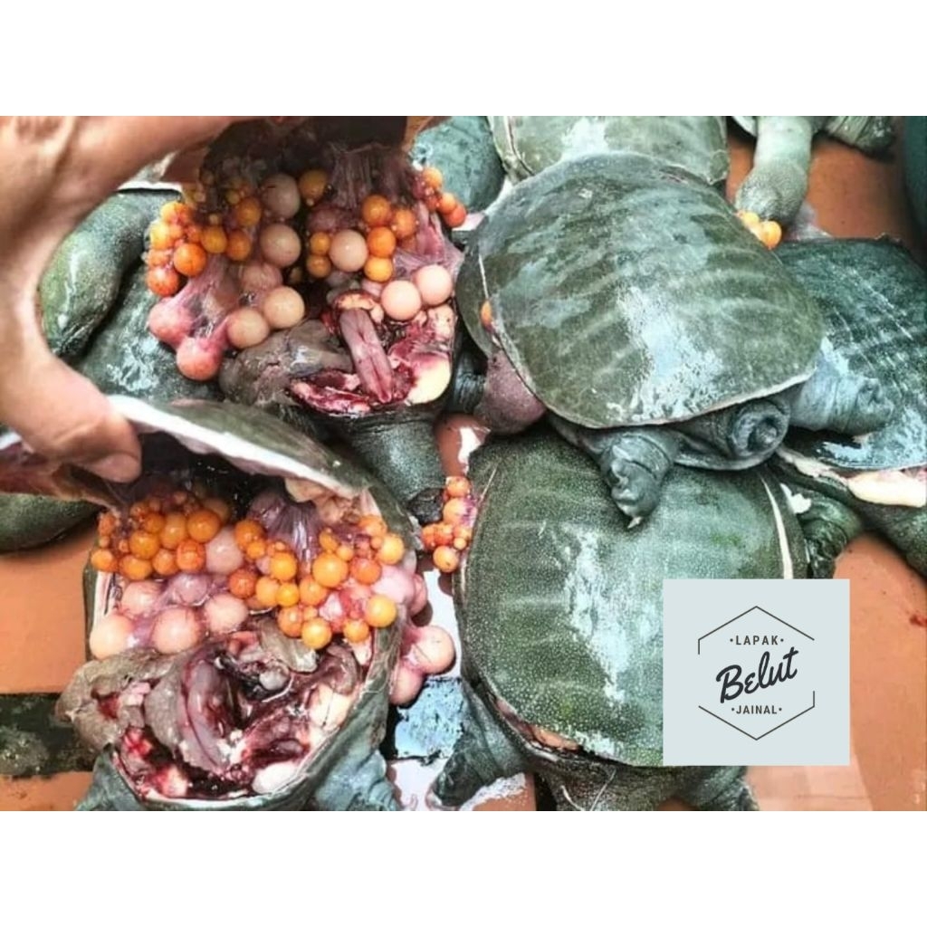 labi labi betina / labi indukan / labi bertelur / pioh petelur murah / bulus betina bertelur size 1 