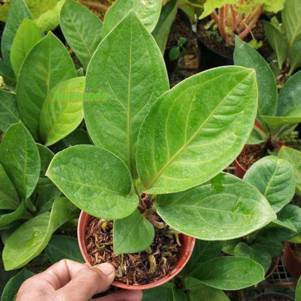 Anturium jemani cobra