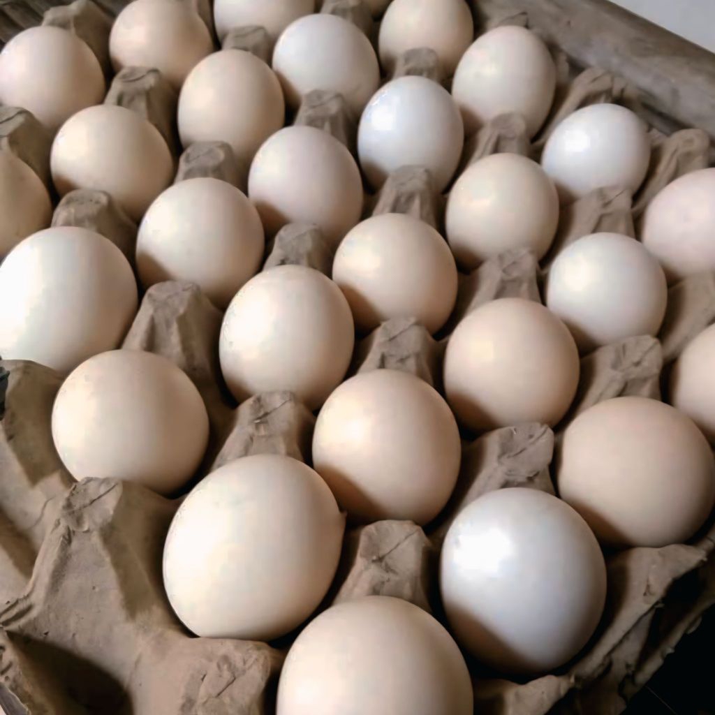 

Telur Ayam Kampung Asli Original / Untuk Jamu