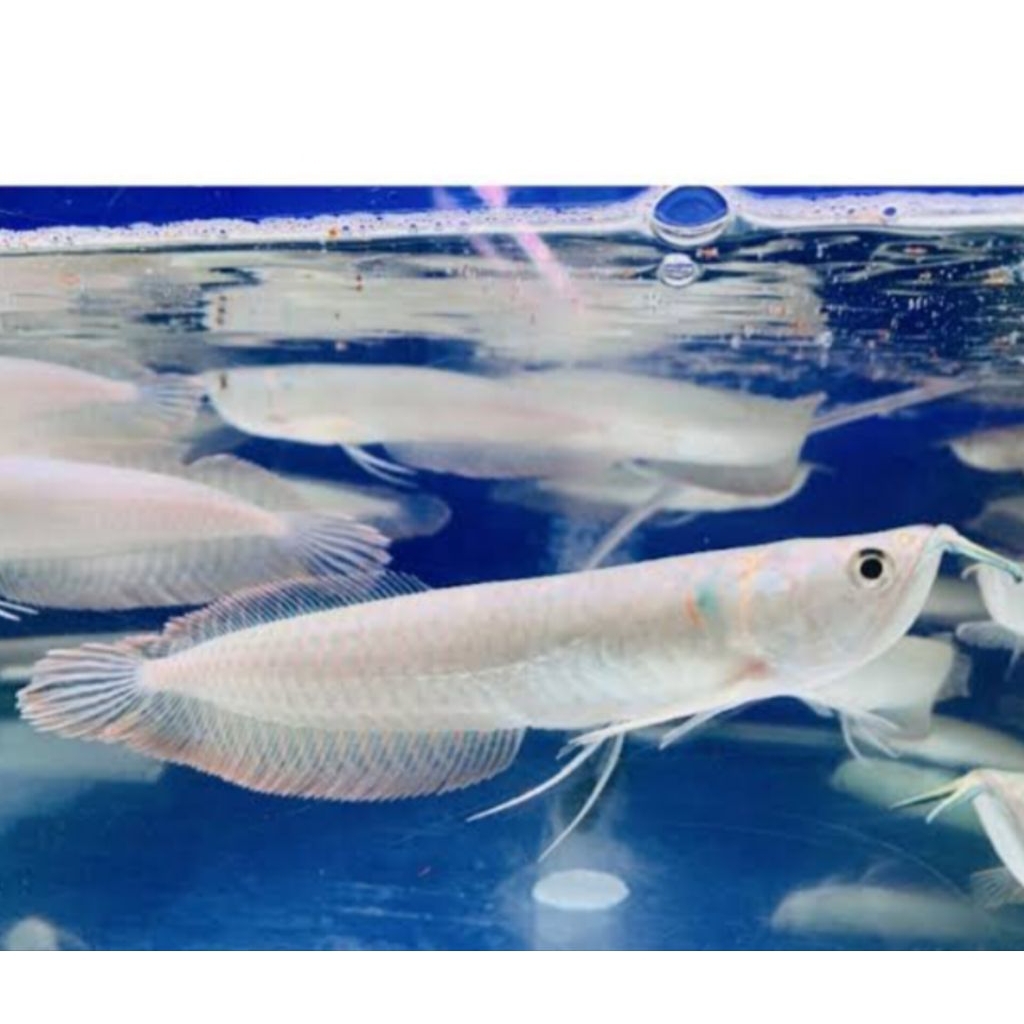 arwana silver red dan silver albino