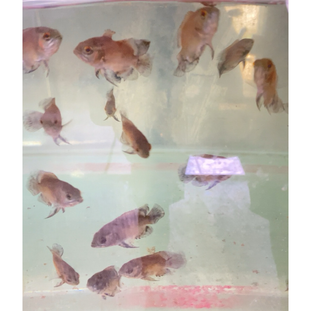 hiasan aquarium/oscar paris tembaga