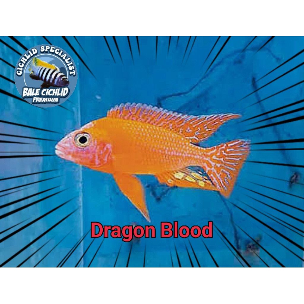 Dragon Blood Cichlid Aulonocara