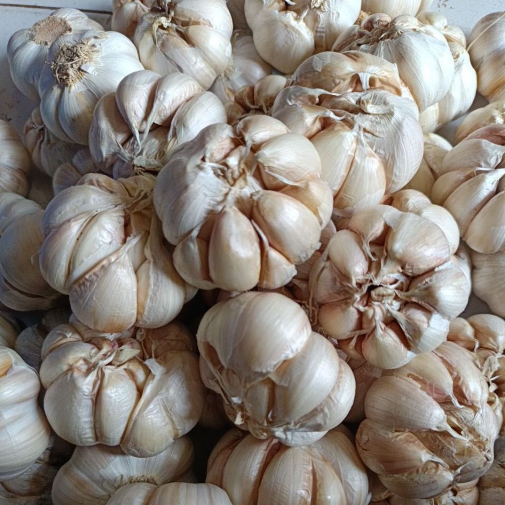 

Bawang putih
