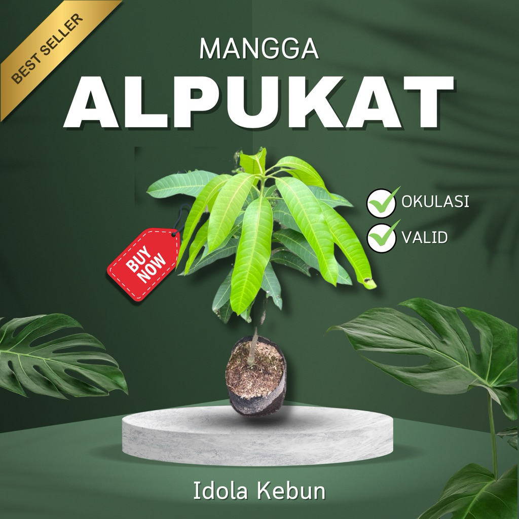 BIBIT MANGGA VARIETAS ALPUKAT HASIL OKULASI-BIBIT MANGGA ALPUKAT-BIBIT BUAH MANGGA-BUAH MANGGA SUPER