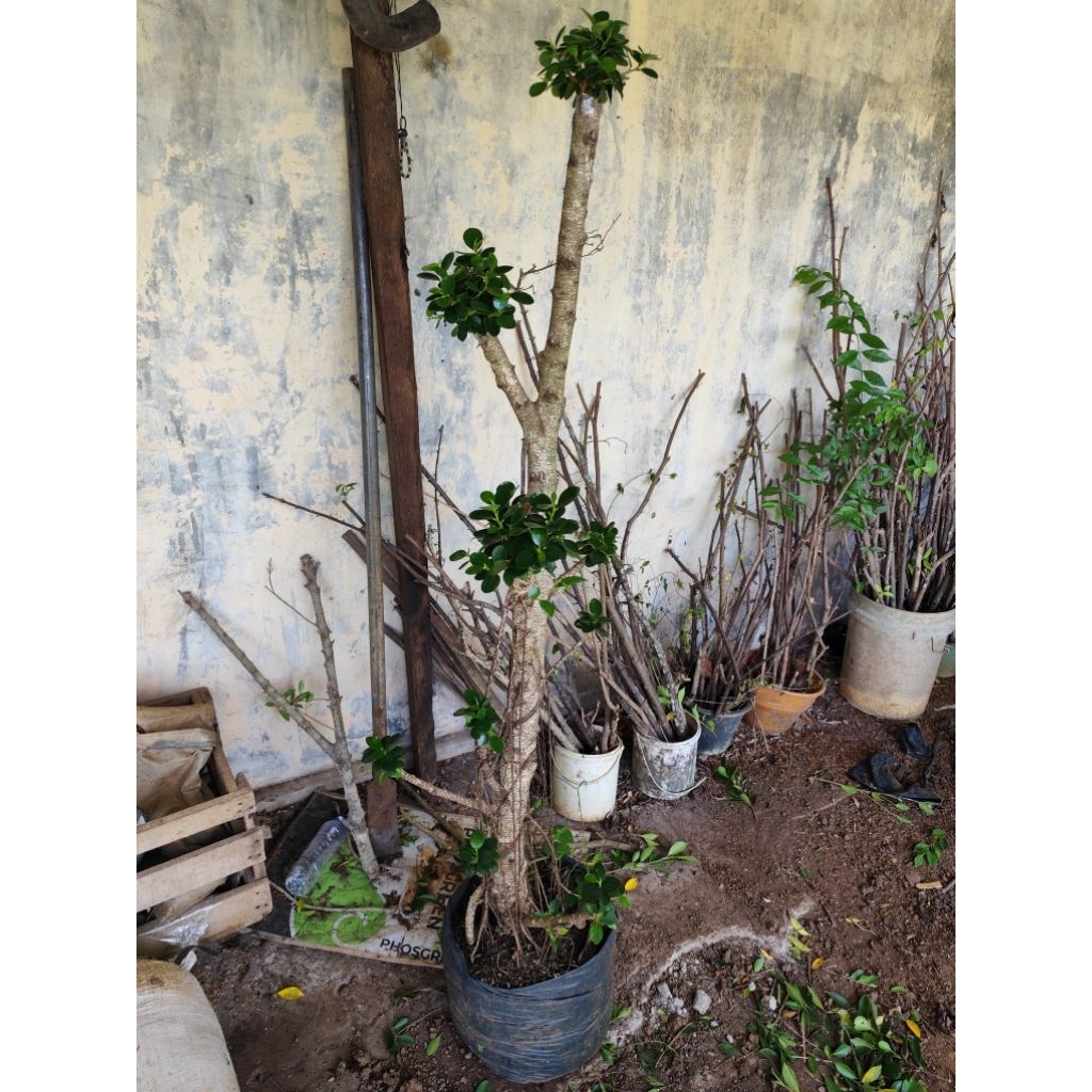 bonsai taman dolar mikro