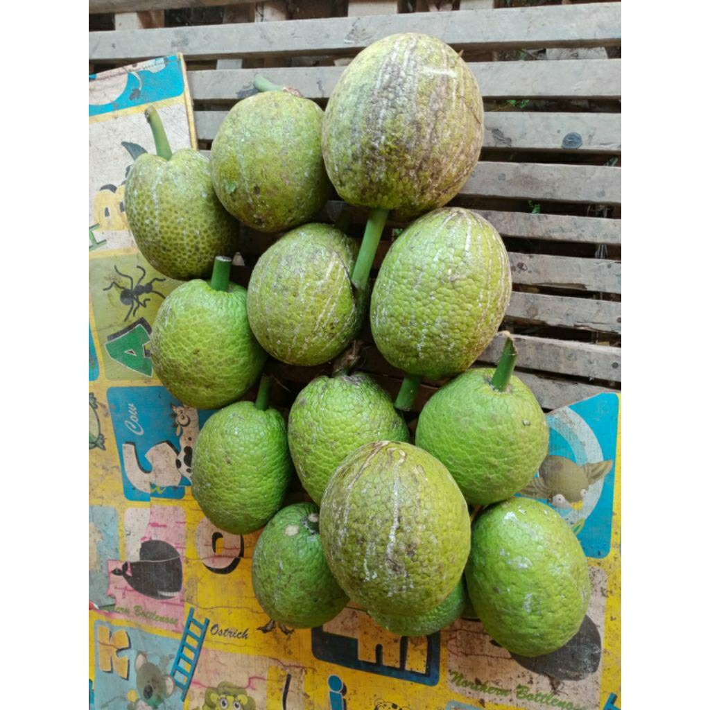

Buah Sukun Matang Pohon Fresh 1kg lebih