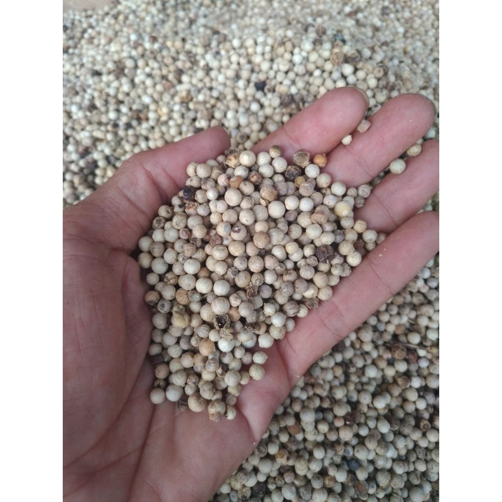 

Albin Lada Putih 1kg | Lada Termurah | Lada Biji