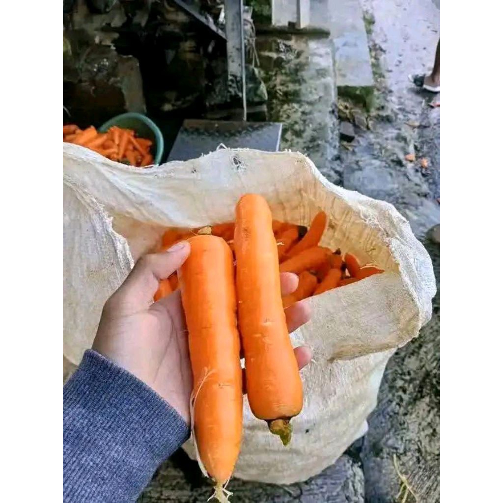 

WORTEL LOKAL SEGAR DAN FRESS 1kg