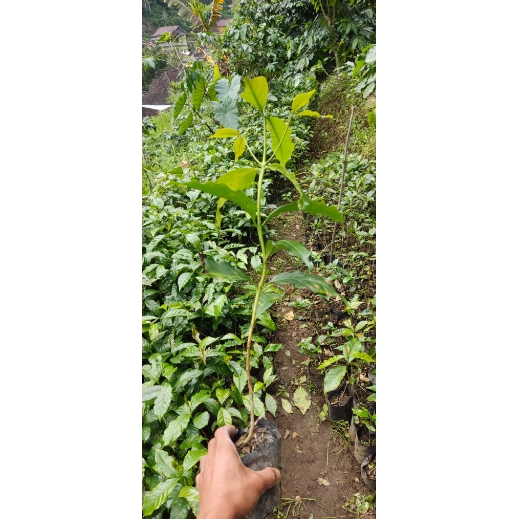 bibit kopi Arabika