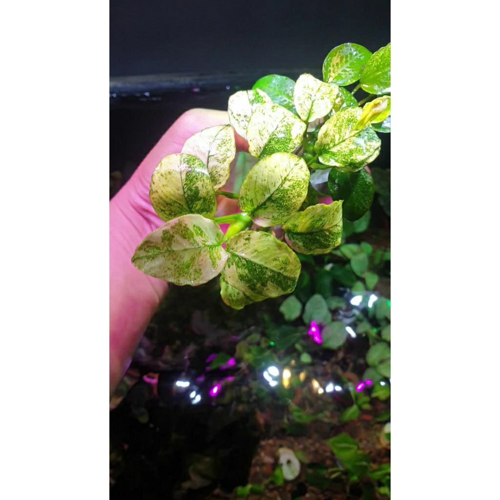 anubias pinto mp