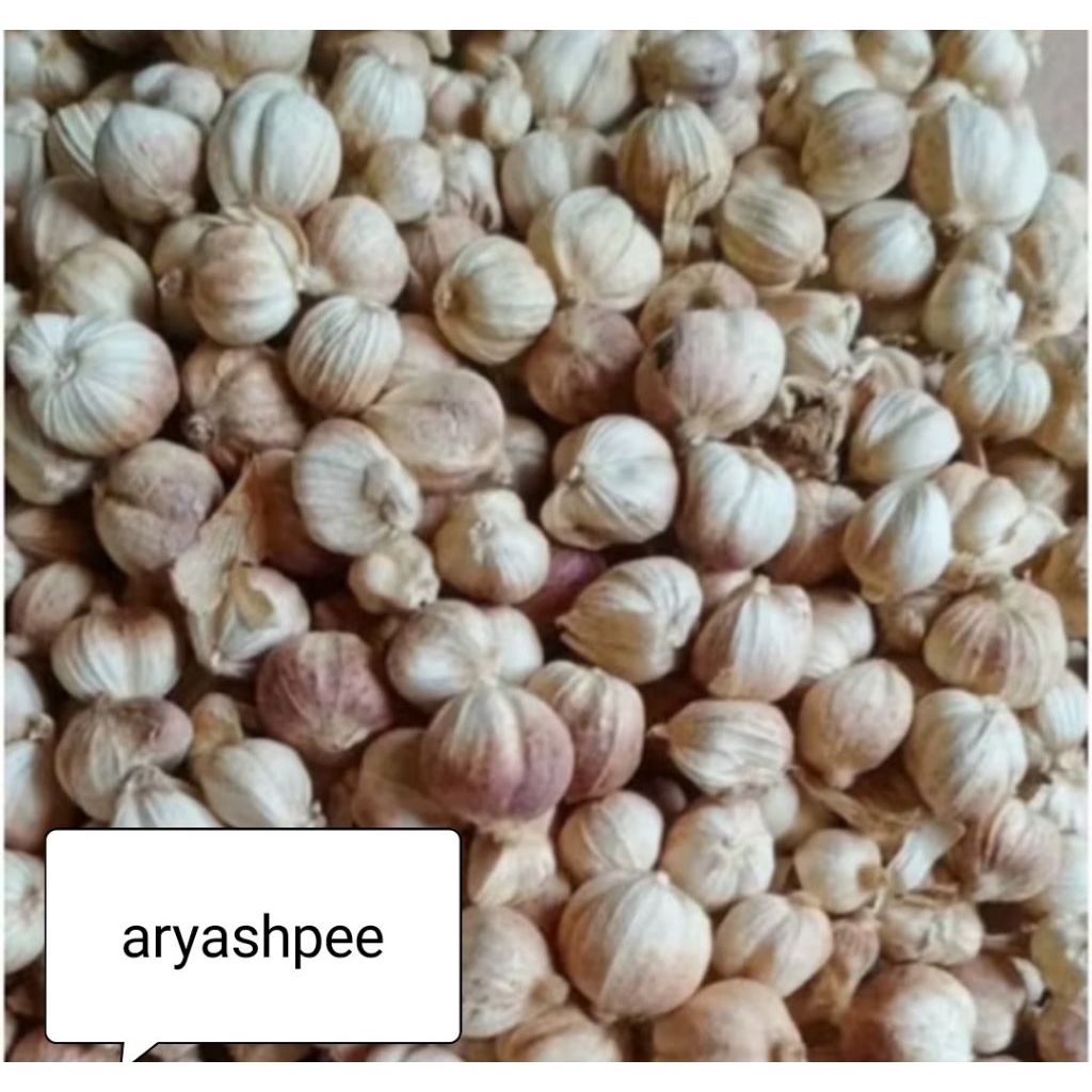

KAPULAGA BERSIH 1 KG KERING SIP DI OLAH HERBAL