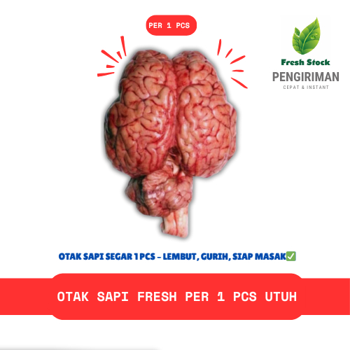 

OTAK SAPI SEGAR PER 1 PCS UTUH | FreshStock