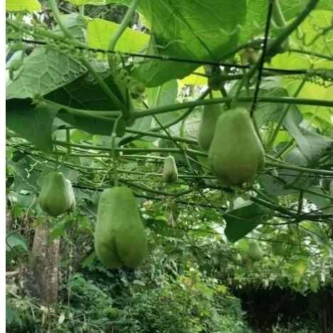 

Labu Siam Acar Fresh Lokal 1 kg Murah