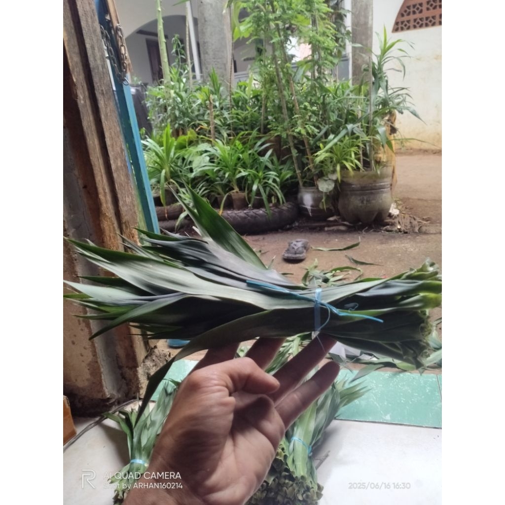 

PROMO daun suji segar isi 10lbr