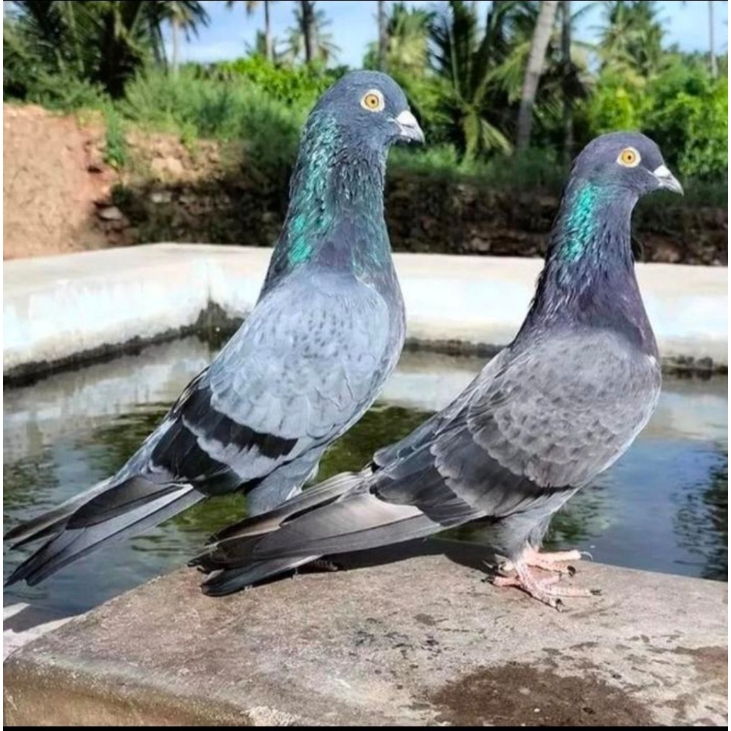 Burung dara merpati hidup