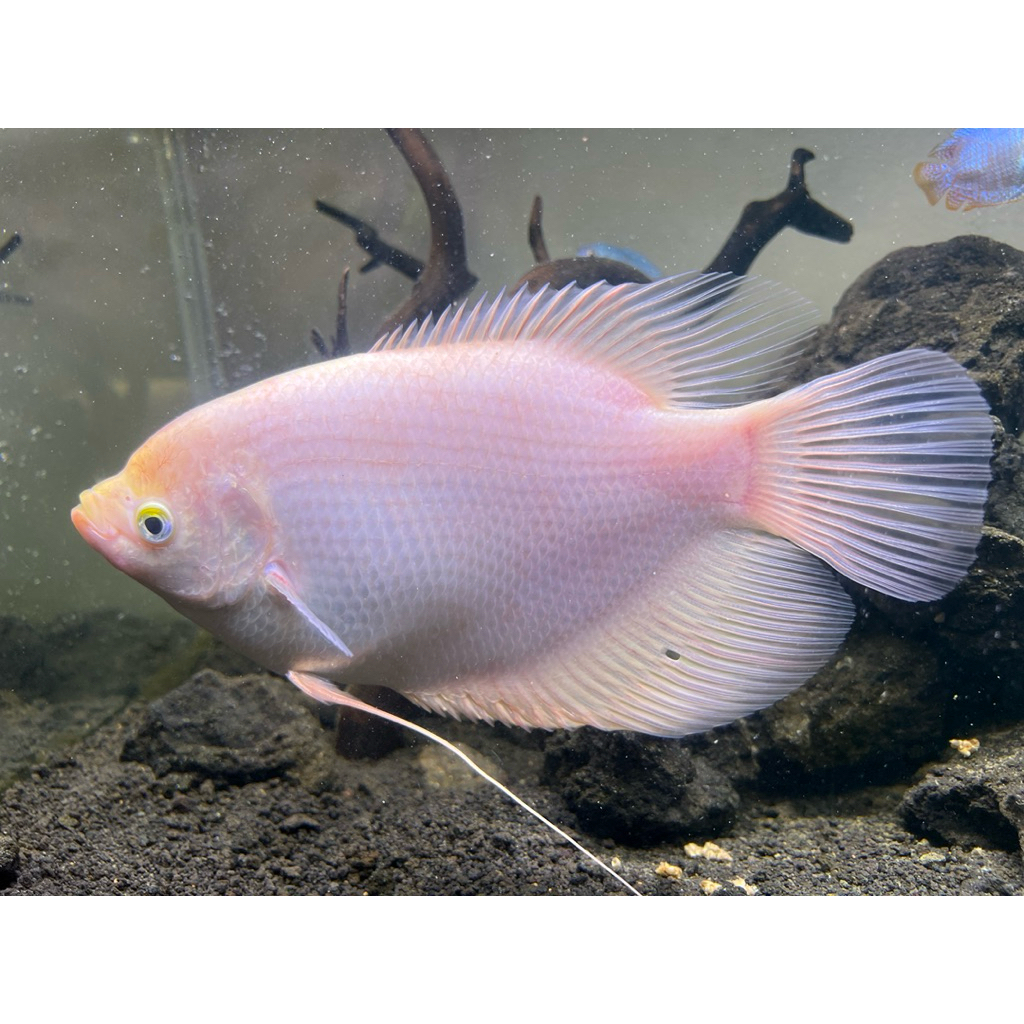 gourami gurami albino ukuran 6 jari sehat