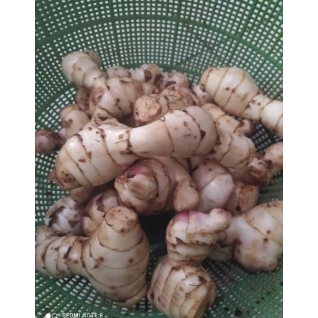 

UBI GANYONG MERAH SEGAR 1,KG