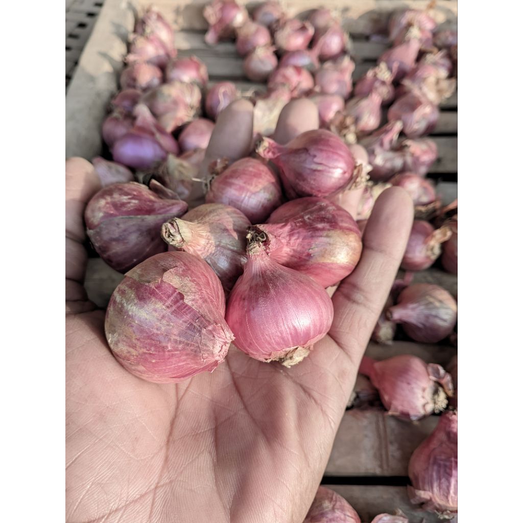 

bawang merah bali karet,kemasan 1000gram,harga ekomomis dan fresh langsung dari tangan petani lokal