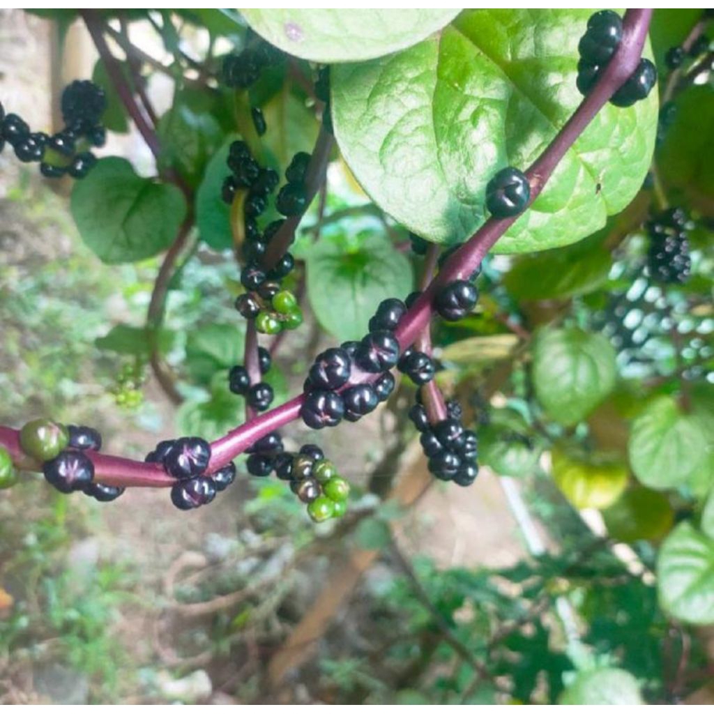 

buah binahong merah