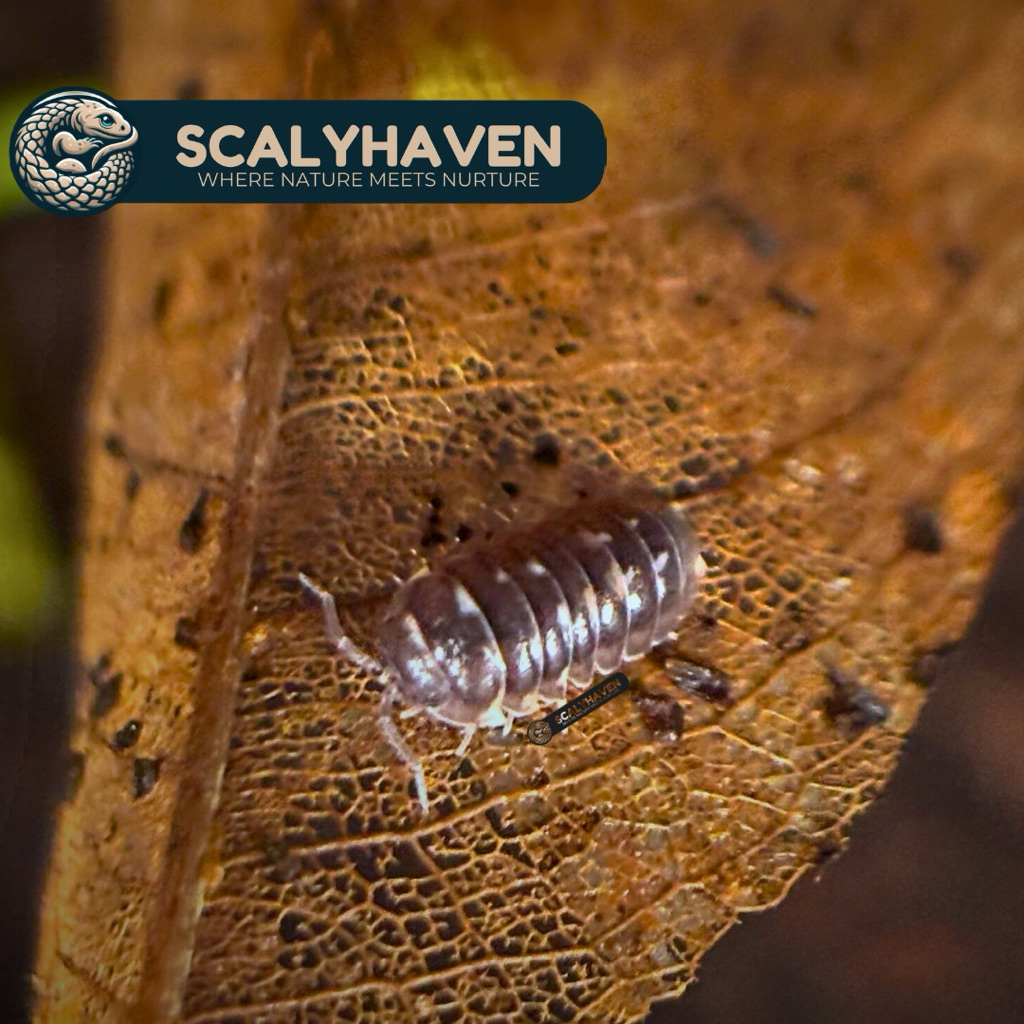 Isopod Armadillidium Corcyraeum