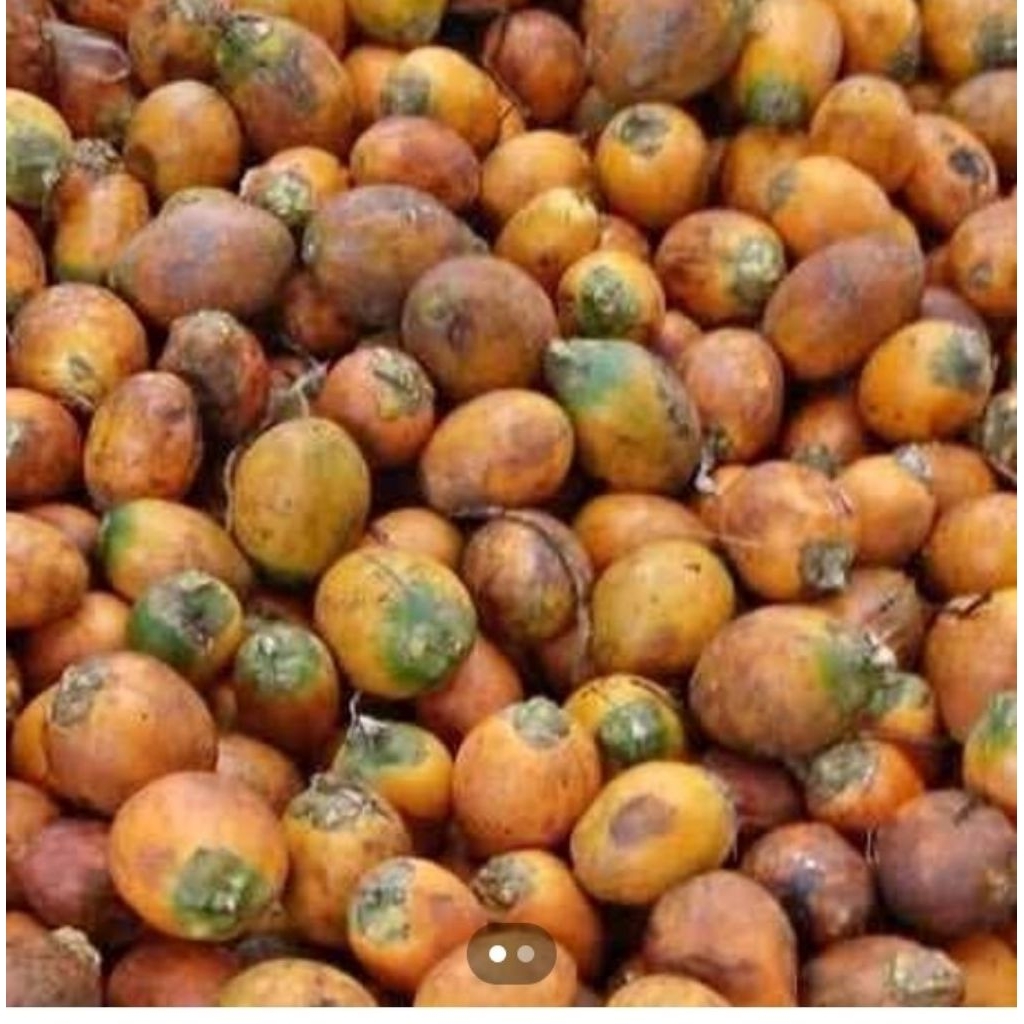 

pinang tua Medan segar