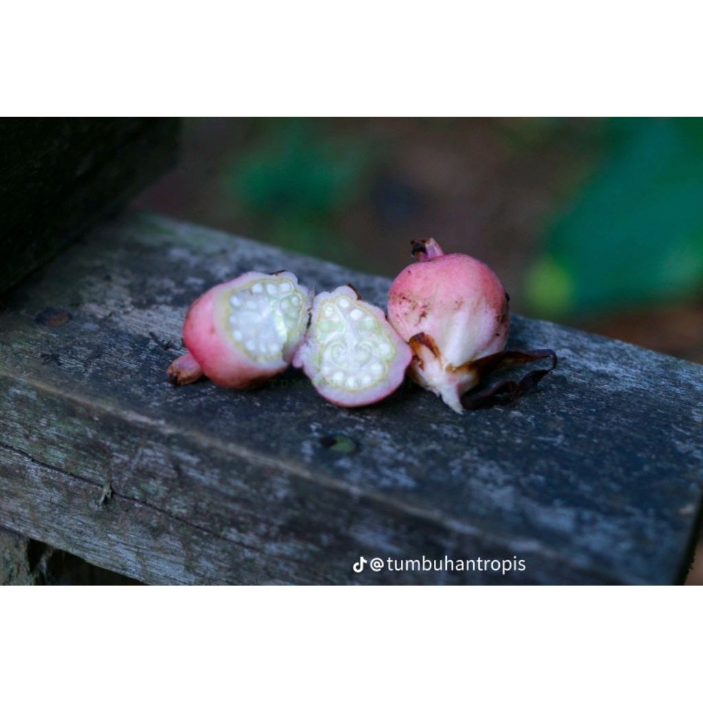 

BUAH HONJE SEGAR PER 1KG ASAM CEKALA/CIKALA/BUAH KCOMBRANG SAYUR