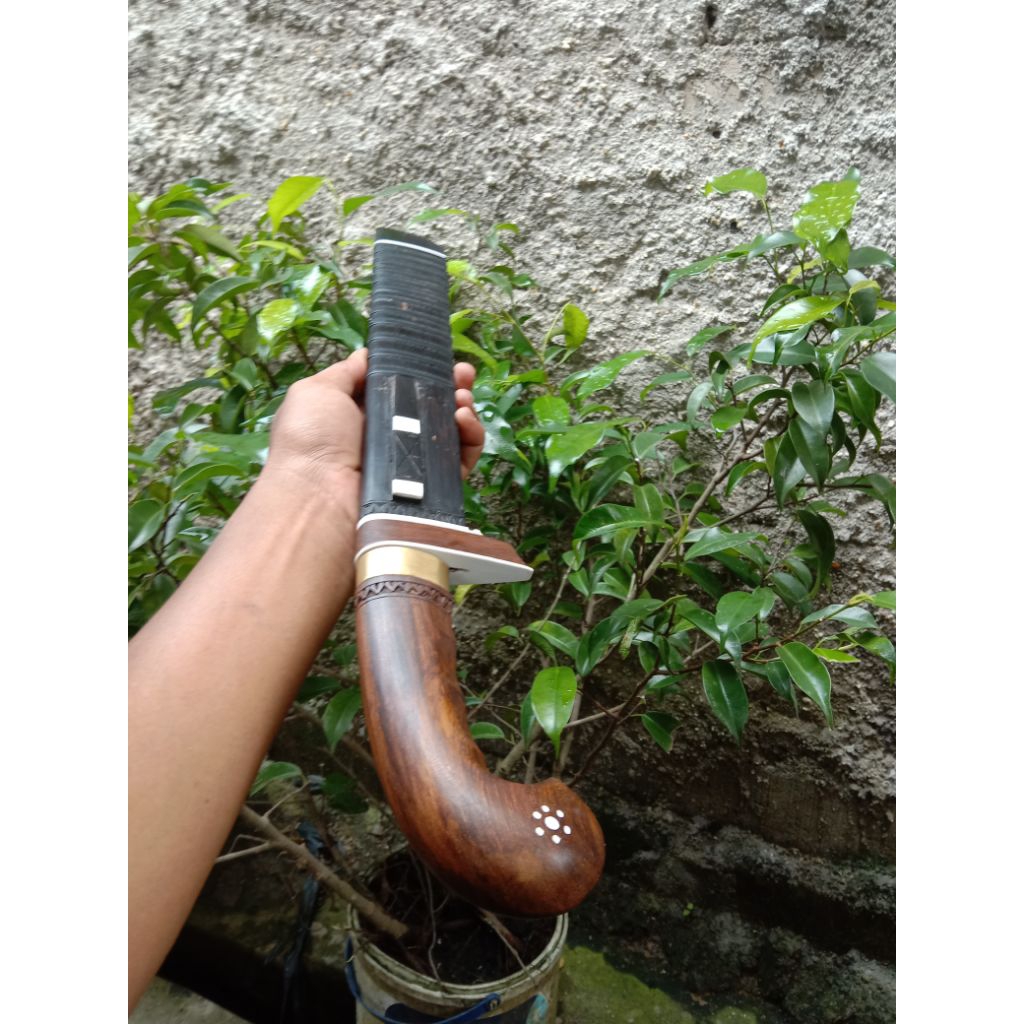 golok tarisi
