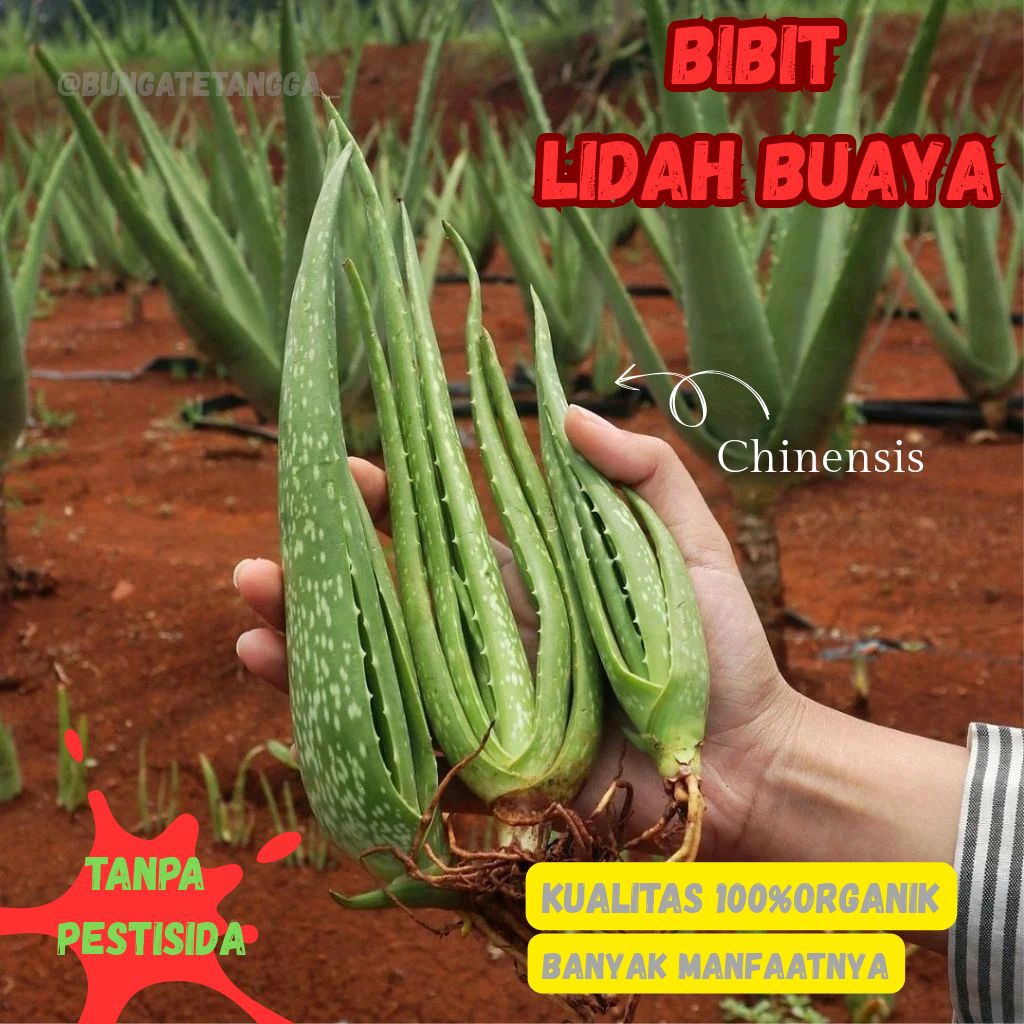 BIBIT TANAMAN LIDAH BUAYA / ALOEVERA ORGANIK