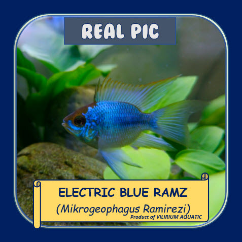 IKAN HIAS AIR TAWAR - BLUE ELEKTRIK BALON SLAYER / LONGFIN BALLOON BLUE ELECTRIC RAMIREZI (IKAN AQUA