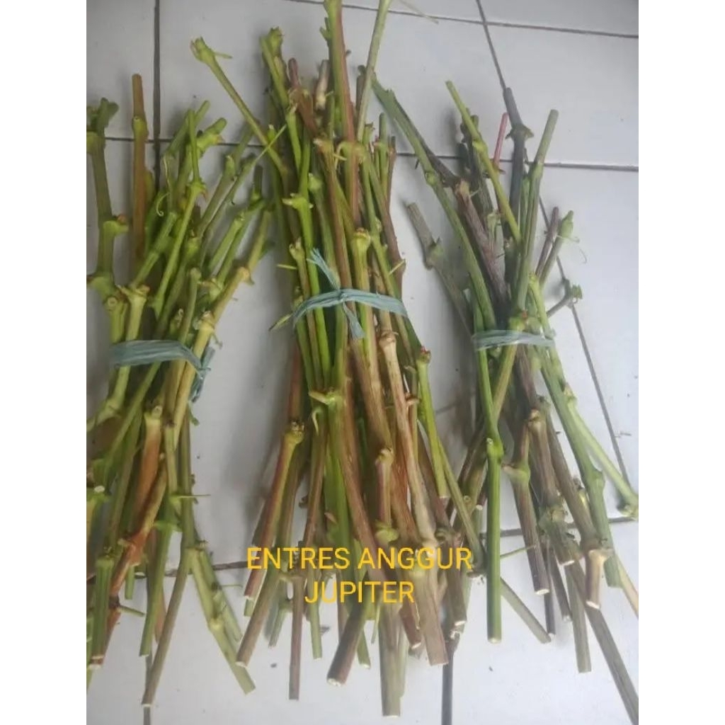 entres anggur jupiter