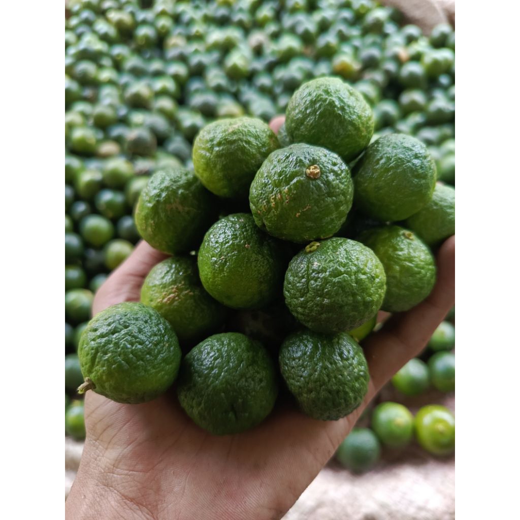 

jeruk limau fresh 1000grm