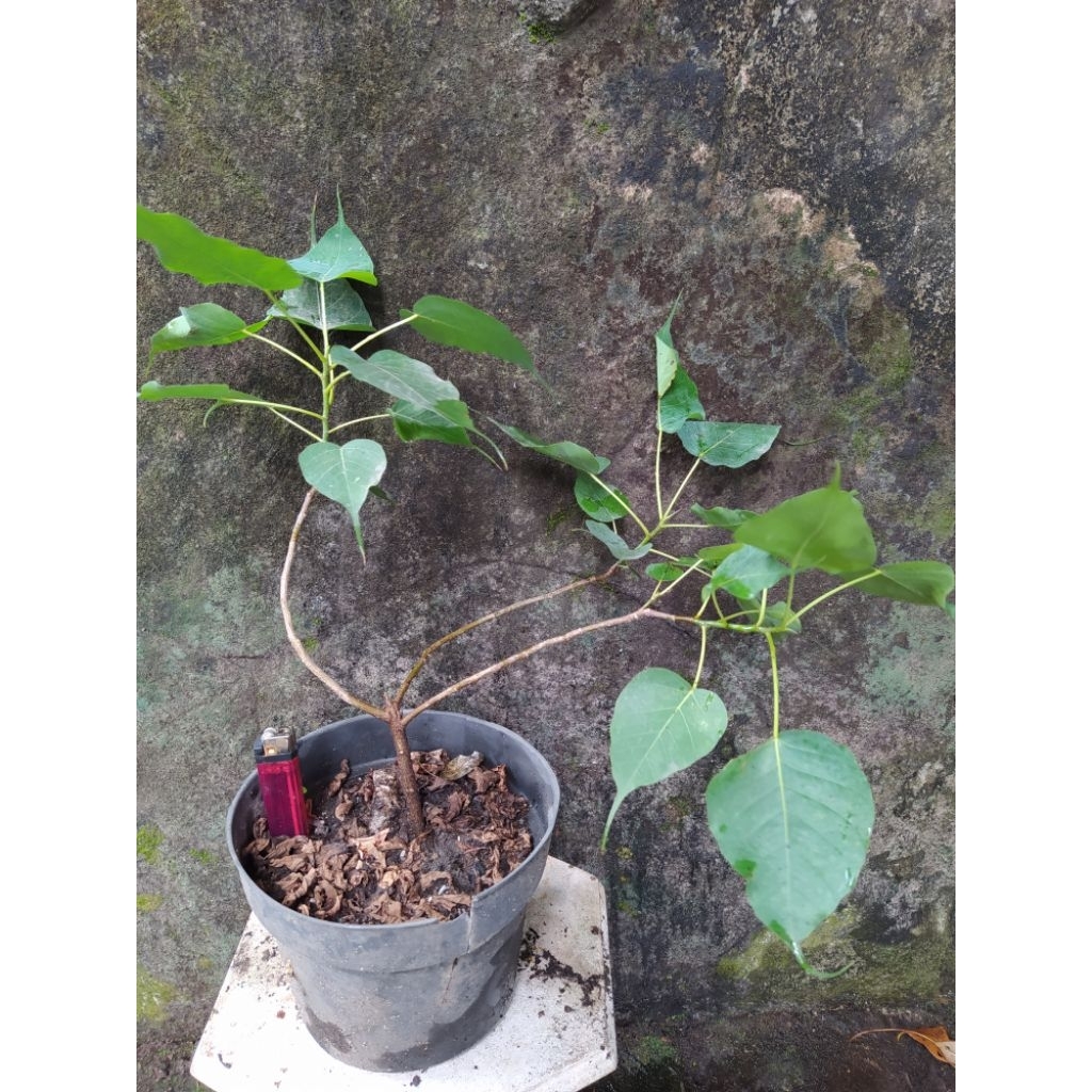 Bahan Bonsai Beringin Budha (Ficus Bodhi) Nepal dari Biji