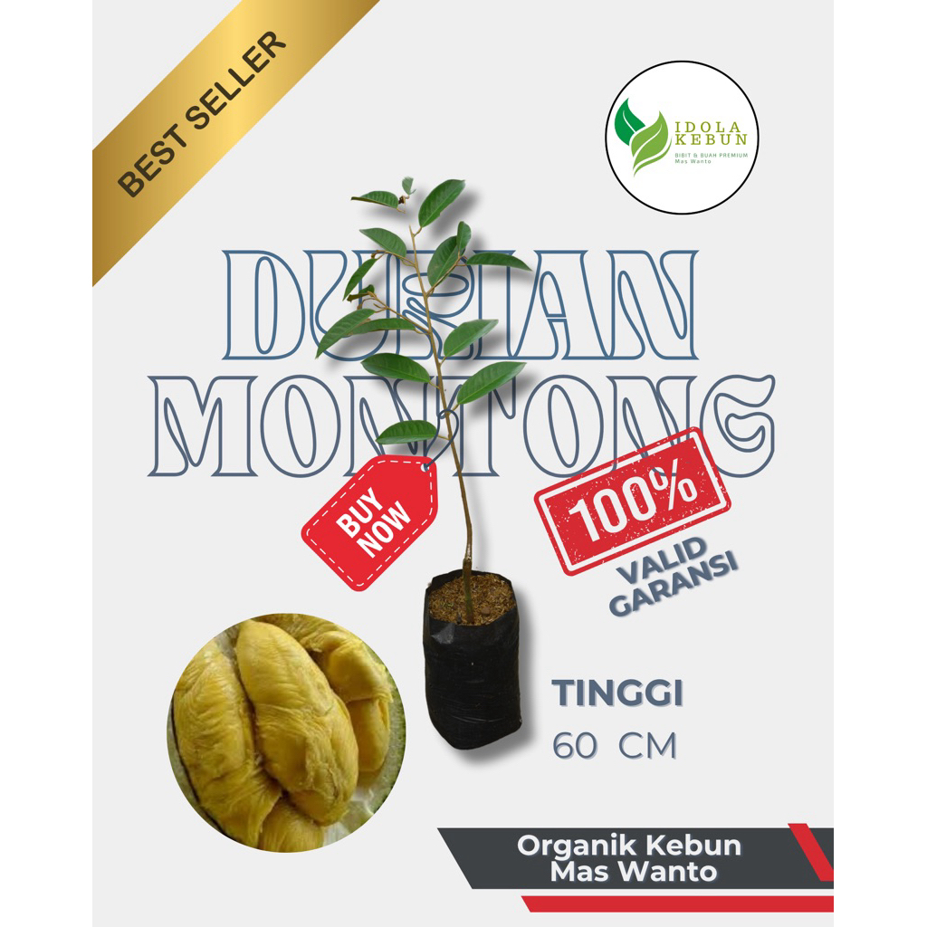 BIBIT DURIAN VARIETAS MONTONG SUPER UNGGUL-BIBIT DURIAN MONTONG-BIBIT BUAH DURIAN MONTONG UNGGUL